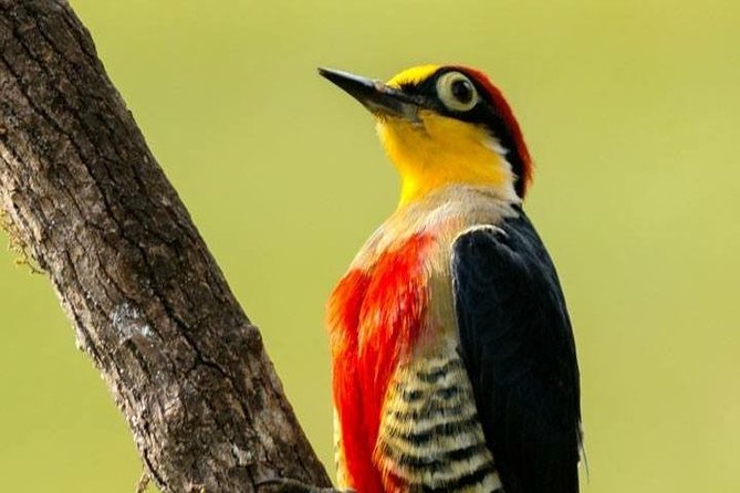 Birdwatching Tour to Tijuca National Park With Pica-Pau Tours - Booking and Tour Details