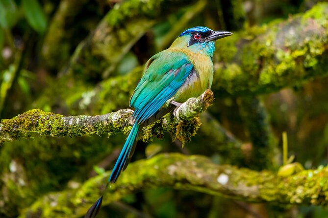 Birdwatching Tour: Unlock the Wonder, Whether Beginner or Advanced - What to Expect