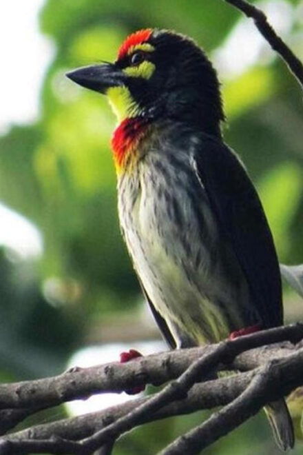 Birdwatching Walk in Thalangama Wetland From Colombo - Guided Tour Features