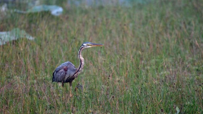 Birdwatching Walk in Thalangama Wetland From Colombo - Birdwatching Best Practices