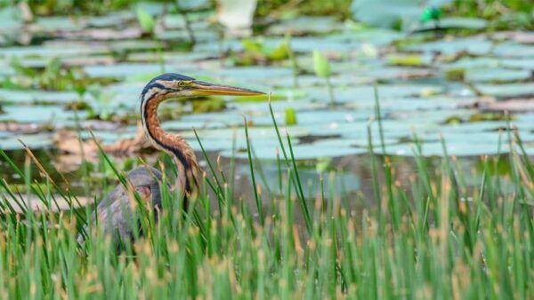 Birdwatching Walk in Thalangama Wetland From Colombo - What to Bring
