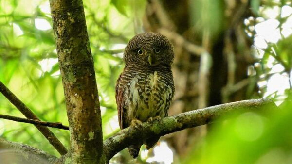 Birdwatching Walk in Thalangama Wetland From Colombo - Nearby Attractions