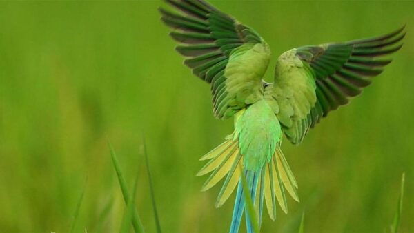 Birdwatching Walk in Thalangama Wetland From Colombo - Booking Information