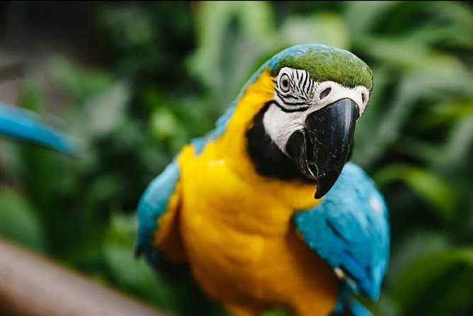 Birdworld Kuranda Entry Ticket - Captivating Bird Species and Scenery