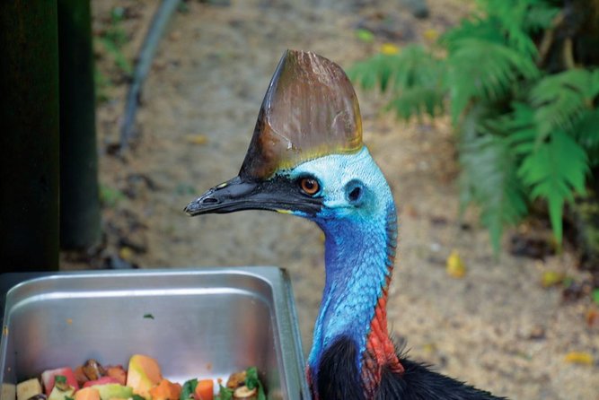 Birdworld Kuranda Entry Ticket - Affordable Pricing and Value for Money