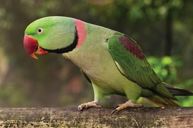 Birdworld Kuranda Entry Ticket - Important Terms and Conditions