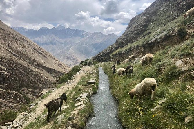 Bishkek to Dushanbe on Pamir Highway - Local Cuisine and Dining Options