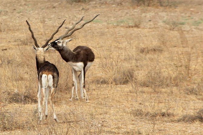 Bishnoi Village Half-Day Trip From Jodhpur (Feb ) - Experience Details
