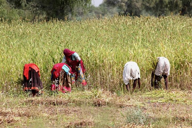 Bishnoi Village Half-Day Trip From Jodhpur (Feb ) - Inclusions