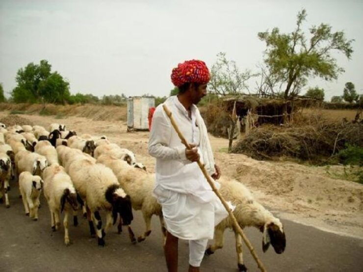 Bishnoi Village Safari Private Half Day Tour - Tour Highlights and Activities