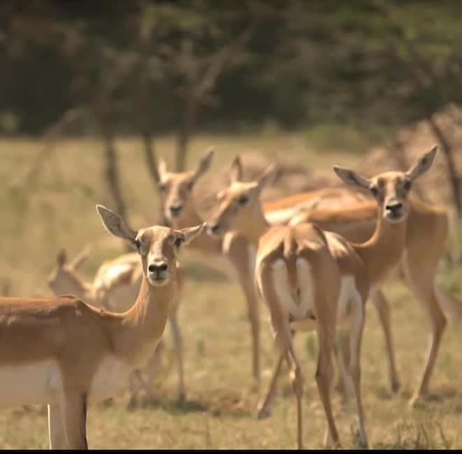 Bishnoi Village :Safari tour - Good To Know