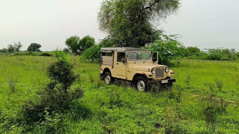 Bishnoi Village :Safari tour - What Is the Bishnoi Village Safari?