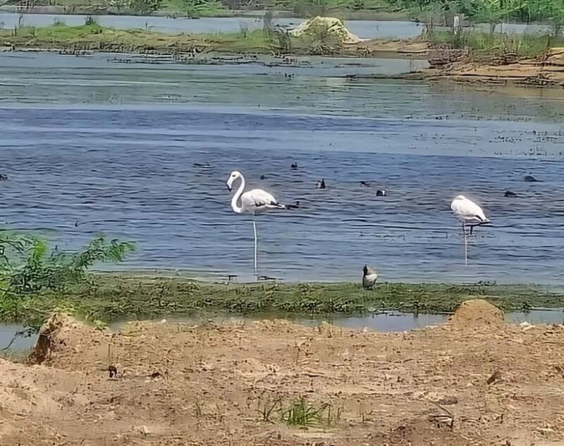 Bishnoi Village :Safari tour - The Value of the Tour