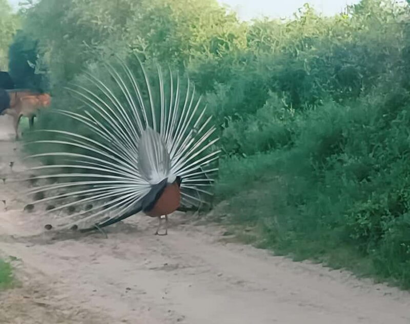 Bishnoi Village :Safari tour - Final Thoughts