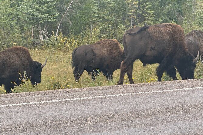 Bison Highway Wildlife Tour - Good To Know