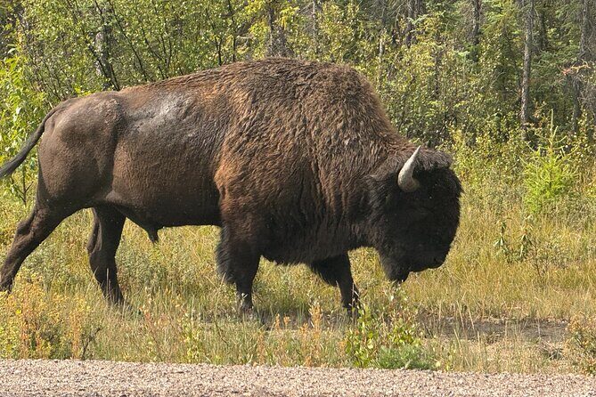 Bison Highway Wildlife Tour - An In-Depth Look at the Bison Highway Wildlife Tour