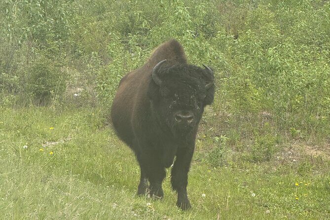 Bison Highway Wildlife Tour - In The Sum Up