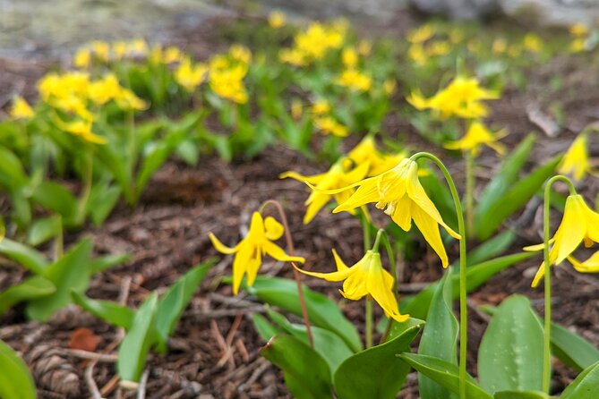 Bitterroot National Forest Hiking and Packrafting Adventure  - Montana - Meeting and Pickup