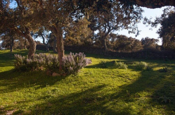 Bitti: Live a Shepherd Experience With Typical Lunch - Experience Details