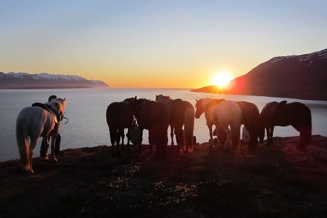 Black Beach Horseback Riding Tour - Participant Requirements
