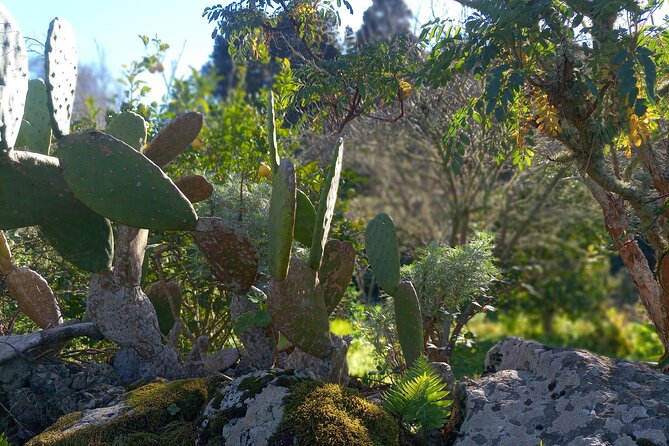 Black Caves, Jungles, Waterfalls - Visit the Secret Tenerife ! - Exploring the Black Caves