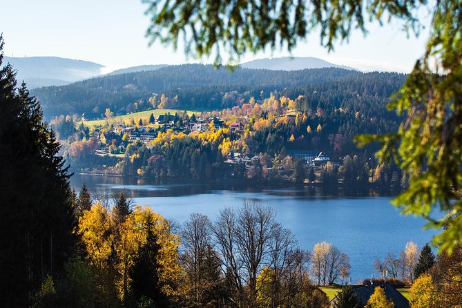 Black Forest and Rhine Falls Day Trip From Zurich - Positive Feedback, Criticisms, and Suggestions