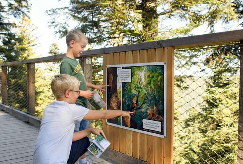 Black Forest: Treetop Walk & Lookout Tower Experience - A Walk Among the Treetops with a View