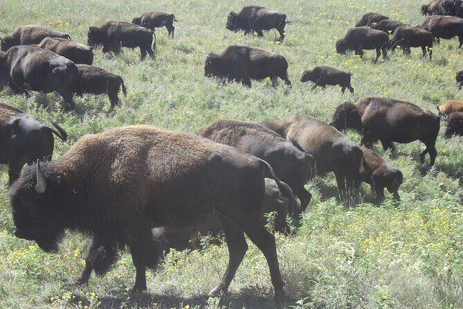 Black Hills Custom Private Day Tour - The Itinerary Breakdown: What You Can Expect