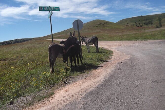 Black Hills Custom Private Day Tour - Frequently Asked Questions