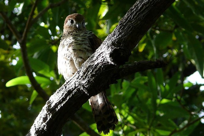 Black River Gorges Forest Hiking, Mauritius - Half Day - Start Time
