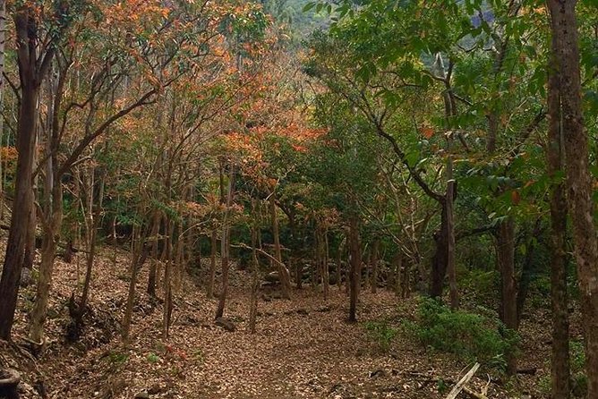 Black River Gorges Forest Hiking, Mauritius - Half Day - Additional Information