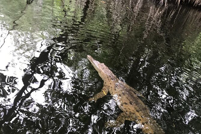 Black River Safari and Appleton Estate Tour - Black River Exploration