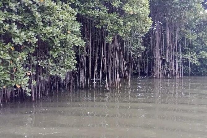 Black River Safari - An In-Depth Look at the Black River Safari