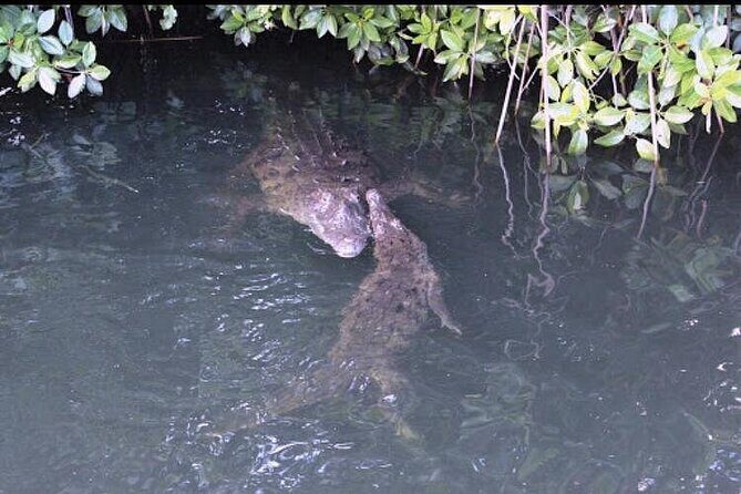 Black River Safari - Final Thoughts: Is It Worth It?