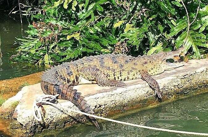 Black River Safari YS Falls Lunch Classic Combo From Negril - FAQ