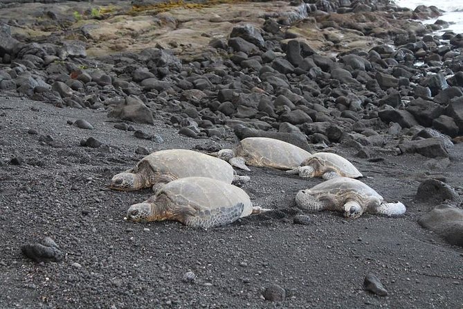 Black Sand Beach, Winery (Or Coffee) and Volcanoes National Park - Visiting a Black Sand Beach