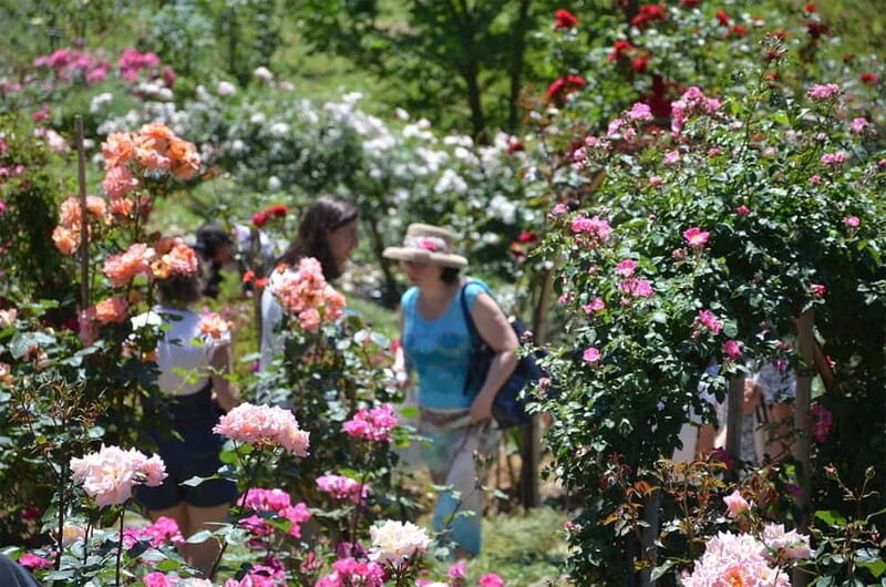 Black Sea: Magnetic Beach and Batumi Botanical Garden Tour - What to Expect from the Tour