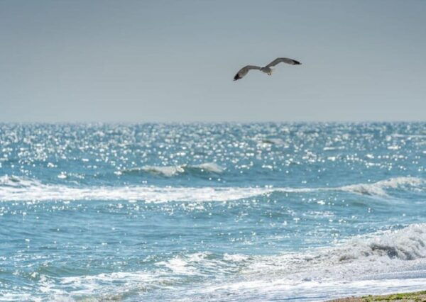 Black Sea Private Tour, Day Trip to Constanta From Bucharest - Frequently Asked Questions
