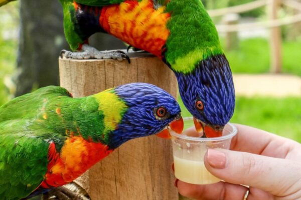 Blackpool: Zoo Admission Ticket - Animal Expert Talks and Feeds