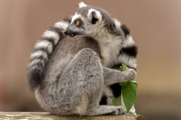 Blackpool: Zoo Admission Ticket - Frequently Asked Questions