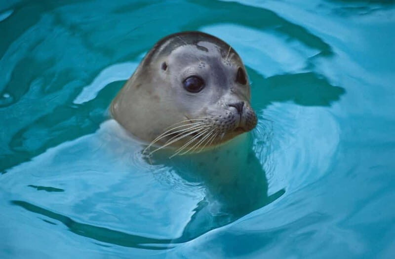 Blankenberge: SEA LIFE Entry Ticket - Good To Know