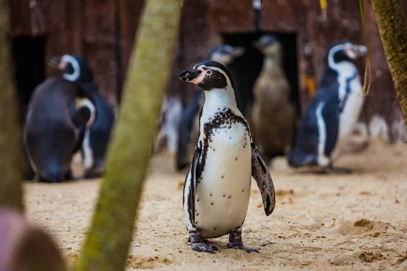 Blankenberge: SEA LIFE Entry Ticket - The Sum Up