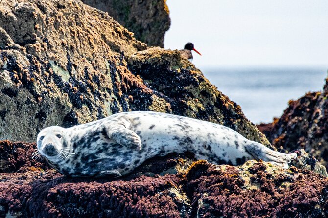 Blasket Island Sea Life Rib Tour, - Tips for a Memorable Tour Experience