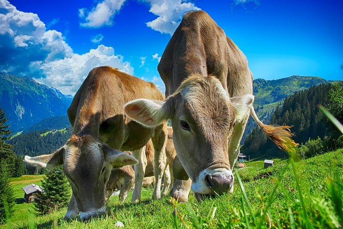 Bled & Bohinj Lakes,Alpine Fairytale With Triglav National Park Panoramic Drives - What To Expect
