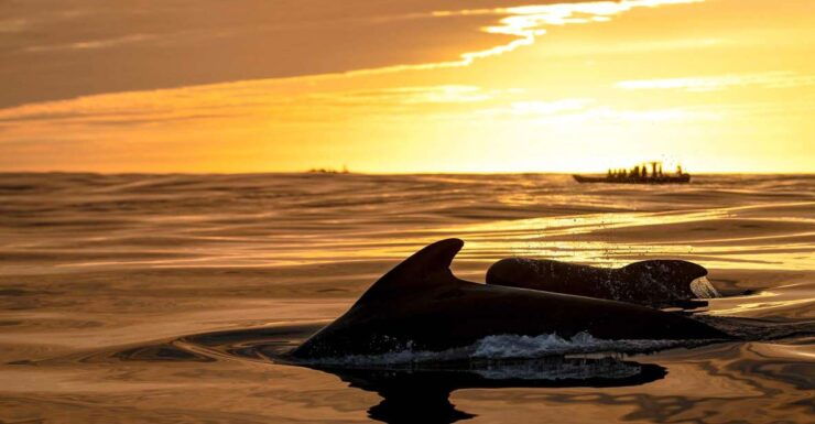 Bleik: Whale Watching Trip by Speedboat With Tea and Muffins - Booking Information