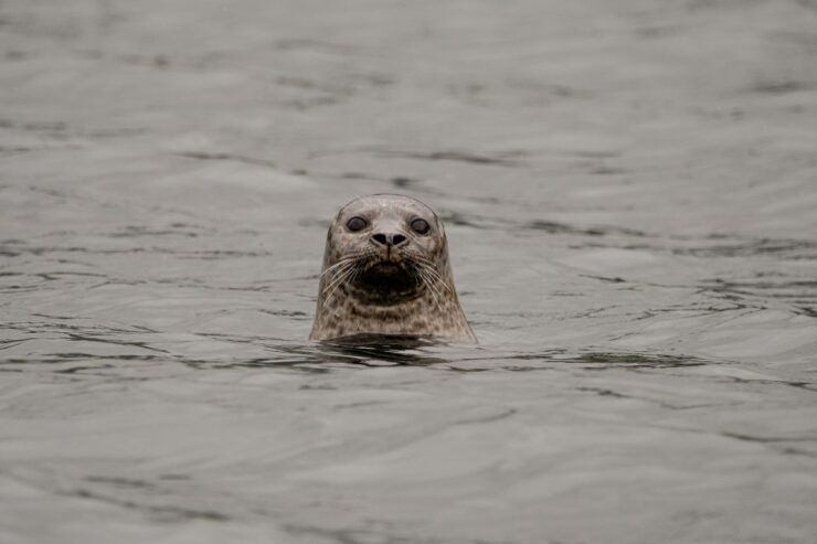 Bleik: Whale Watching Trip by Speedboat With Tea and Muffins - Experience Highlights