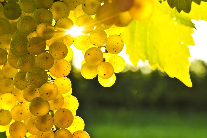 Blenheim Half Day Wine Tour - Cancellation Policy and Booking Information