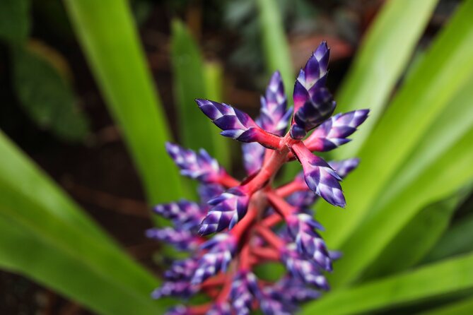 Bloedel Conservatory Admission Ticket - Traveler Tips and Information