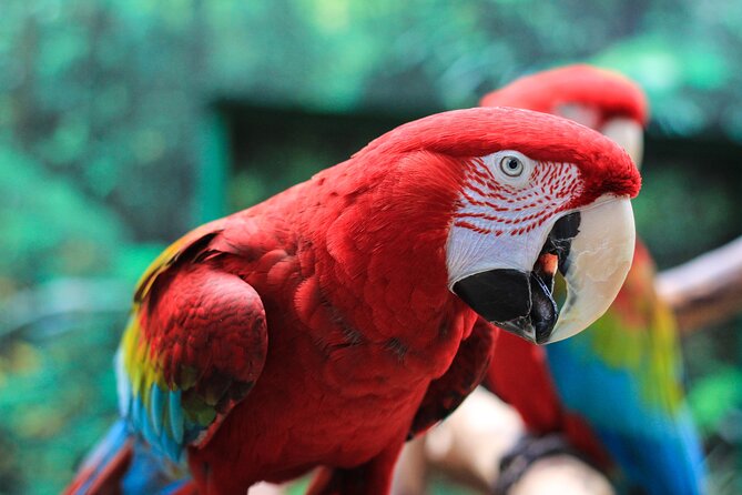 Bloedel Conservatory Admission Ticket - The Sum Up