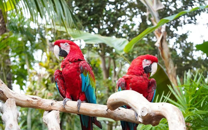 Bloedel Conservatory ticket in Vancouver - Birds and plants, viewed at a respectful distance